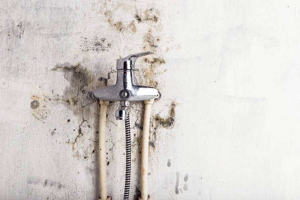 Best Mold Remediation for Specific Building Types in Fountain Inn, SC