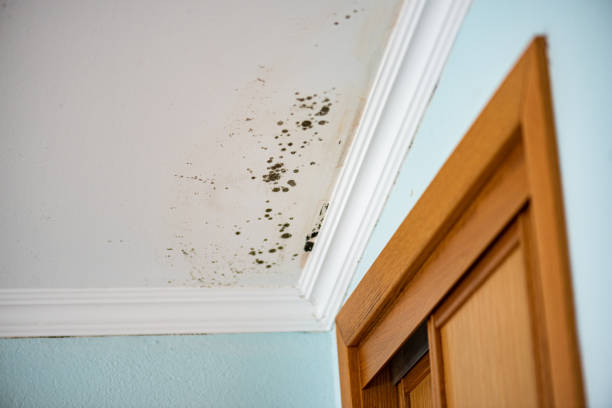 Best Residential Mold Remediation in Fountain Inn, SC