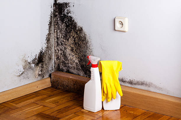 Best Bathroom Mold Remediation in Fountain Inn, SC