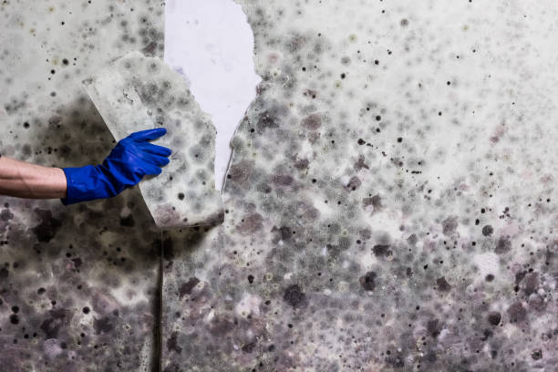Best Black Mold Remediation in Fountain Inn, SC