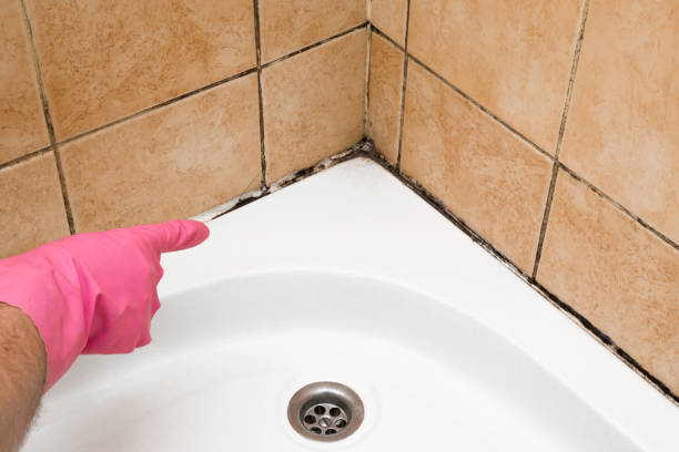 Best Residential Mold Remediation in Fountain Inn, SC